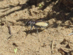 Image of Cicindela (Cicindela) formosa gibsoni Brown 1940