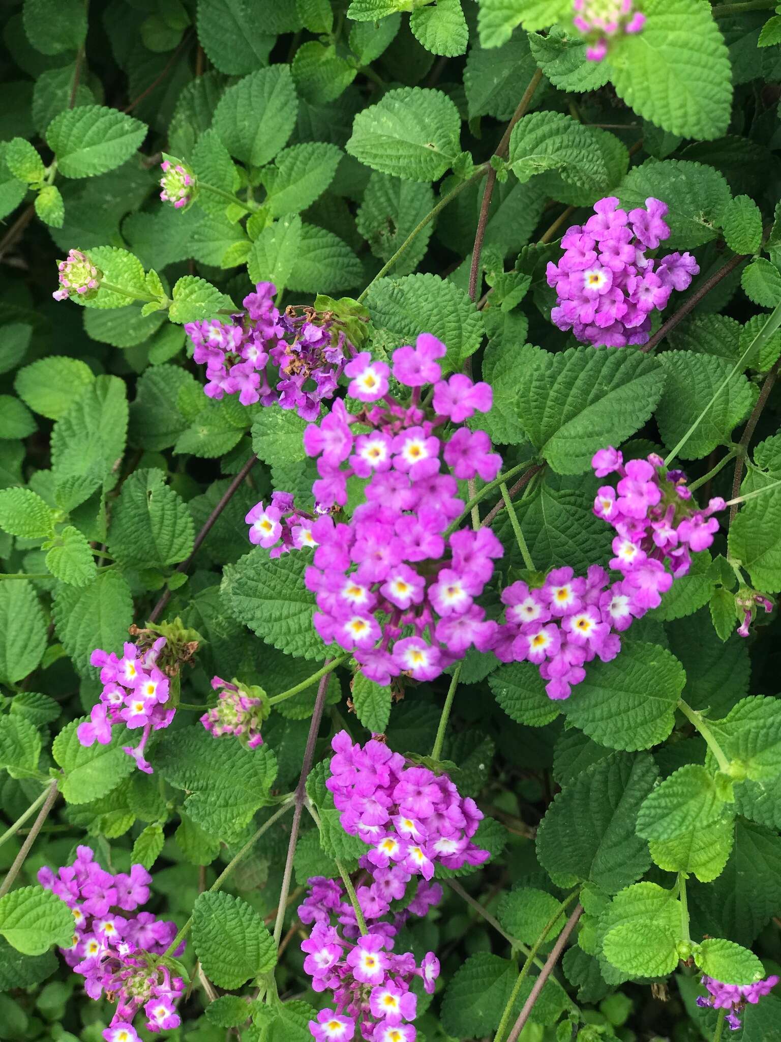 Image of trailing shrubverbena