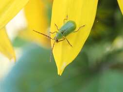 Image of Northern Corn Rootworm