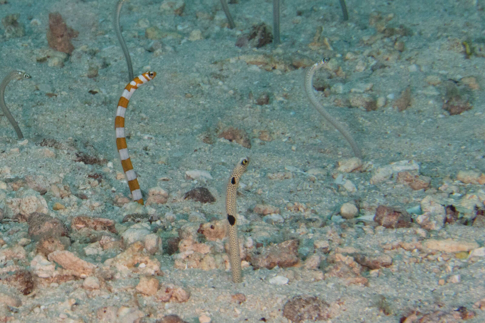 Image of Splendid garden eel