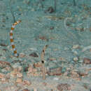 Image of Speckled garden eel