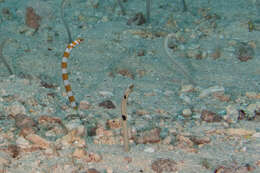 Image of Speckled garden eel