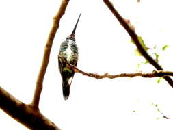 Image of Stripe-breasted Starthroat