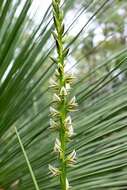 Image of Christmas leek orchid