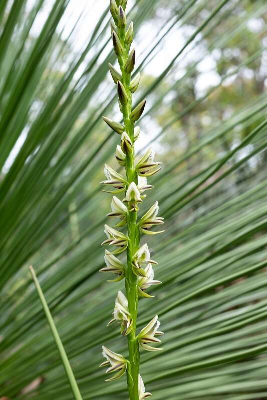 Image of Christmas leek orchid