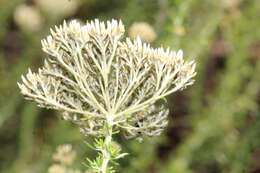 Image of Metalasia eburnea Bengtson & P. O. Karis