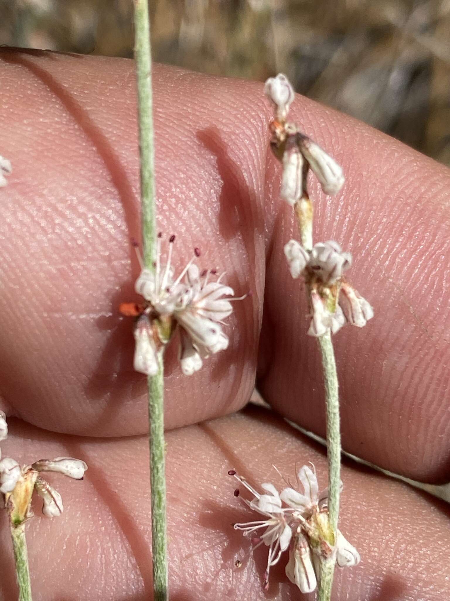 Image of Eriogonum wrightii var. oresbium J. L. Reveal