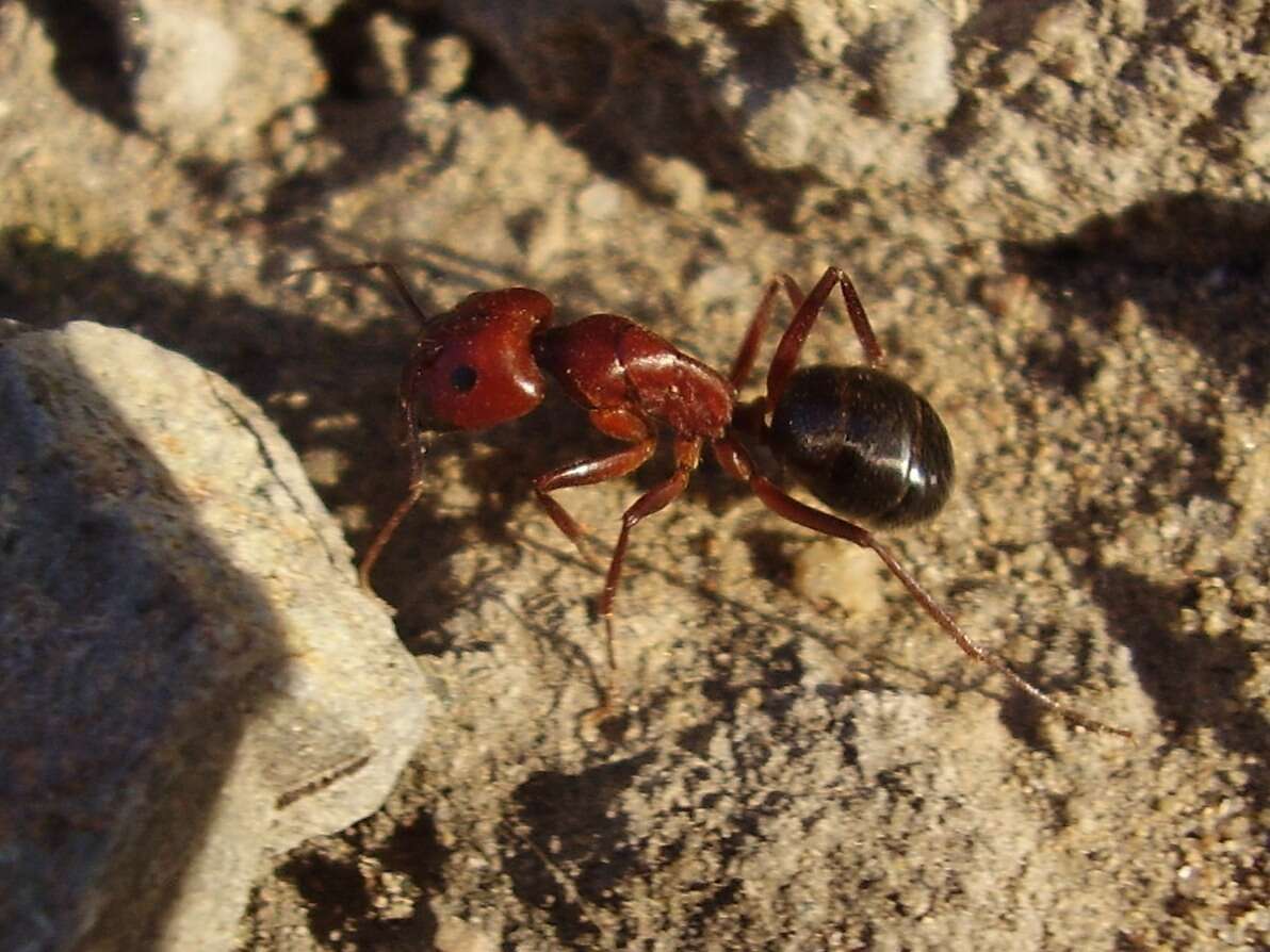 Image de Camponotus turkestanicus Emery 1887