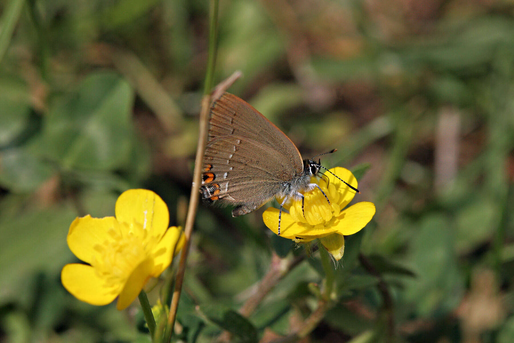 صورة Satyrium acaciae (Fabricius 1787)