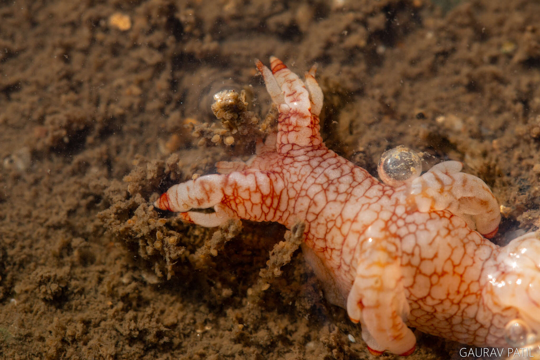 Image of Bornella stellifera (A. Adams & Reeve)