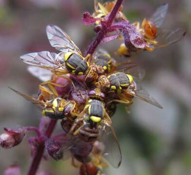 Bactrocera dorsalis (Hendel 1912) resmi