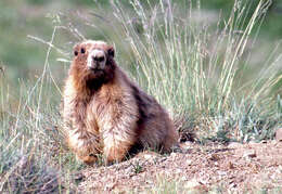 Image of Olympic Marmot