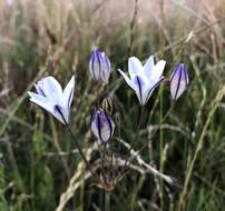 Image of long-ray brodiaea