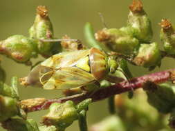 Lygus gemellatus (Herrich-Schaeffer 1835) resmi