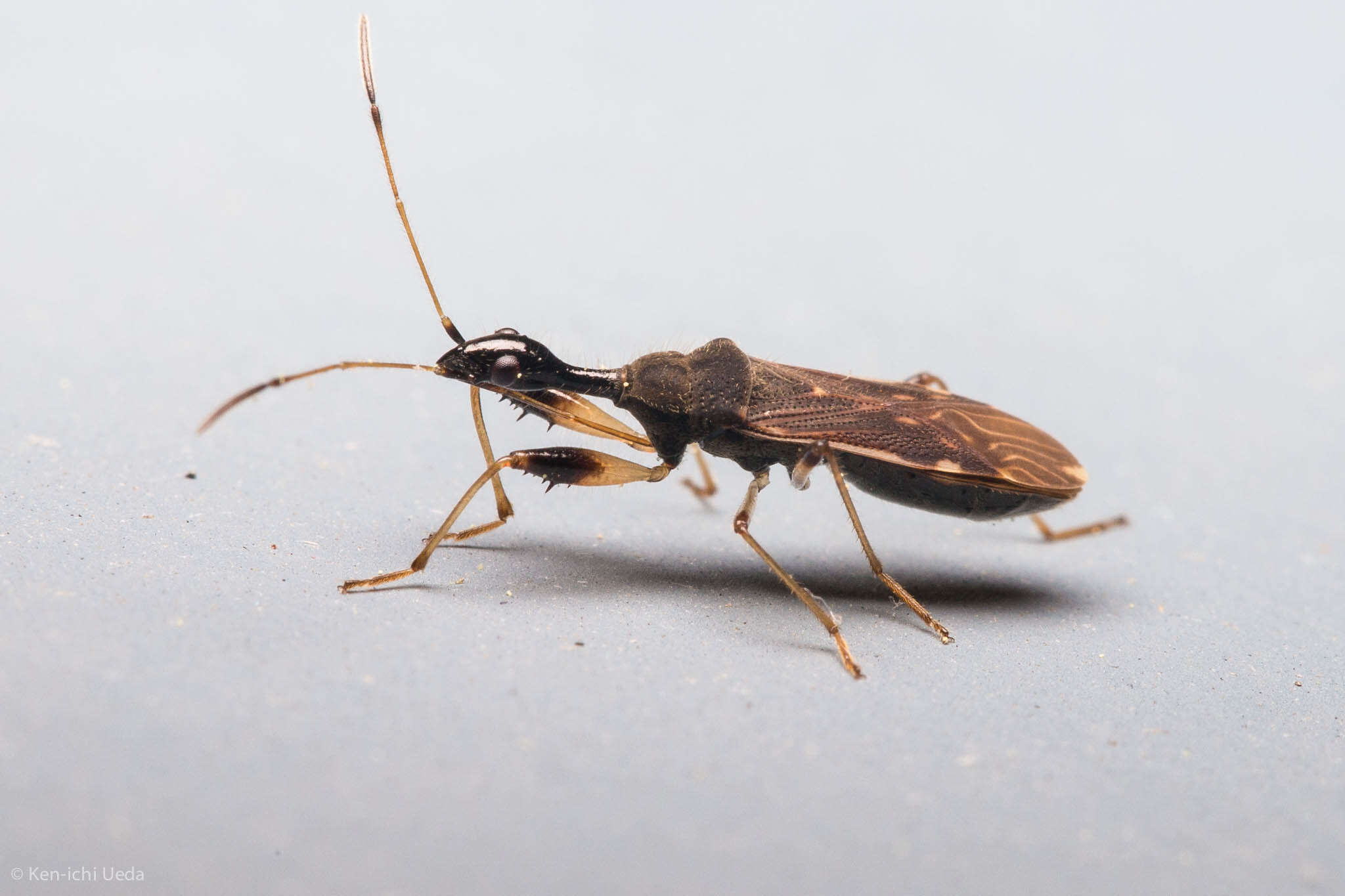 Image of Long-necked Seed Bugs