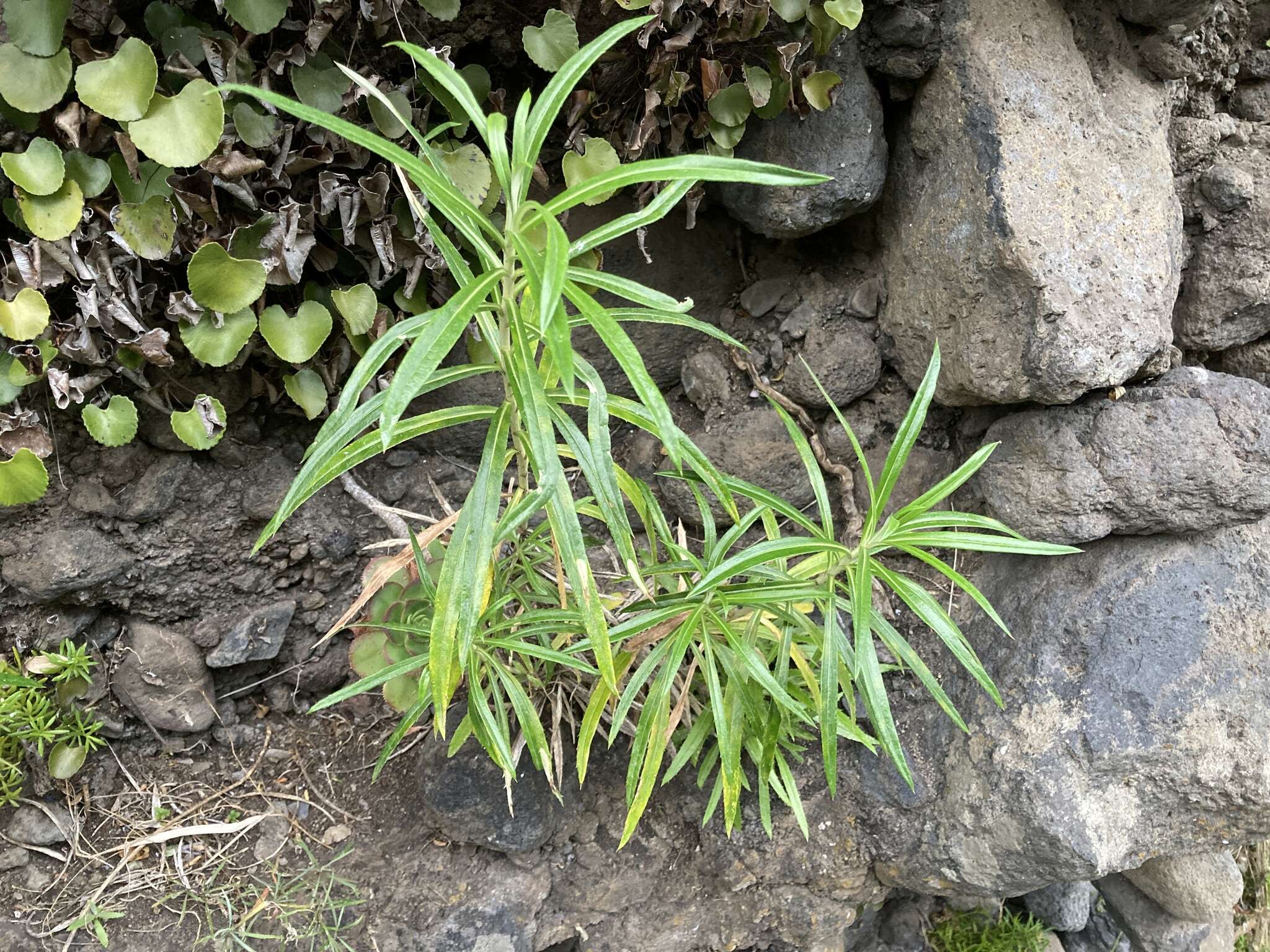 صورة Carlina falcata Svent.