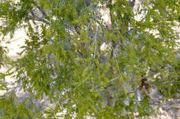 Thryptomene oligandra F. Müll. resmi