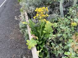 Image of Sonchus bornmuelleri Pitard