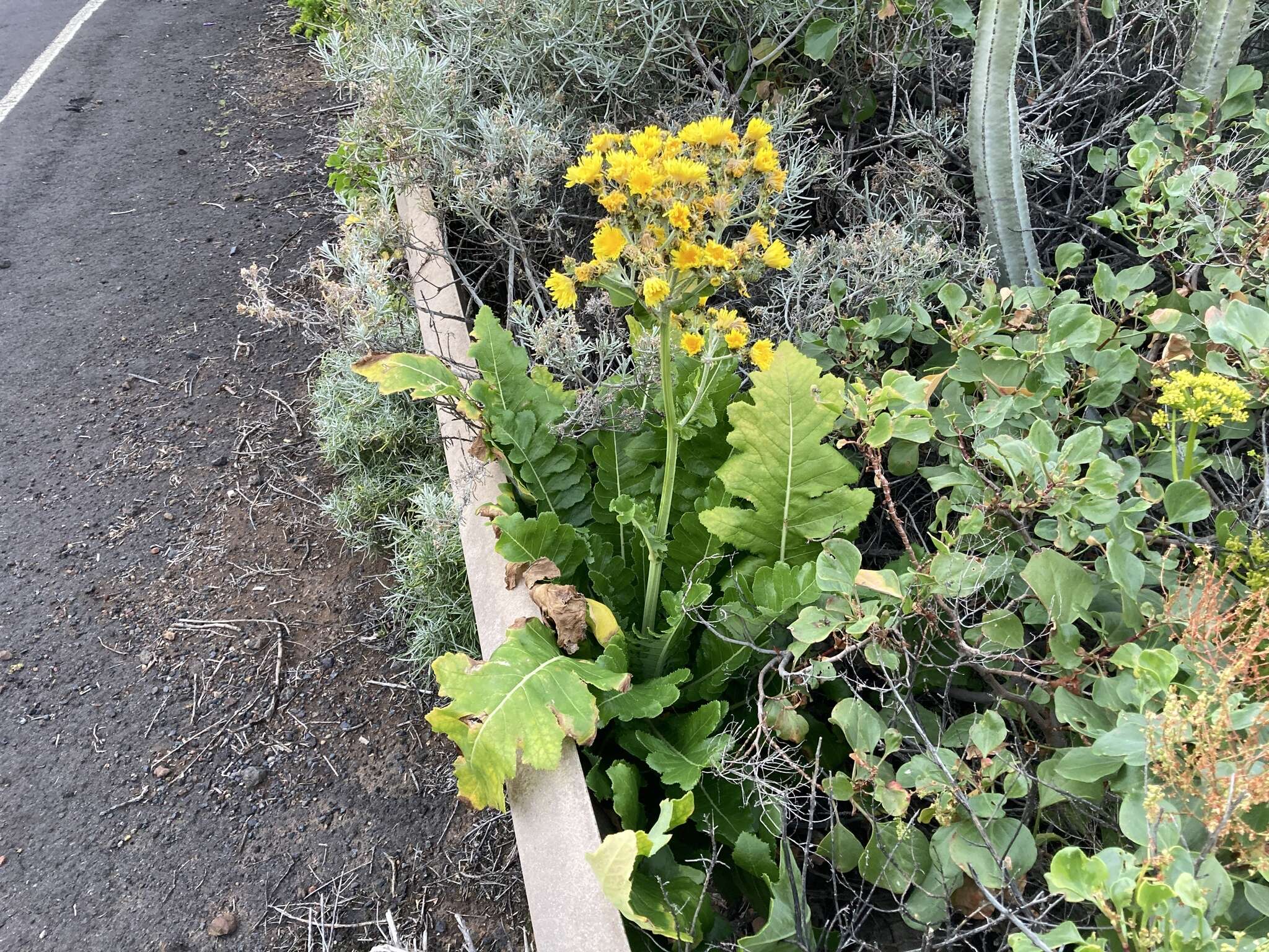 Image of Sonchus bornmuelleri Pitard