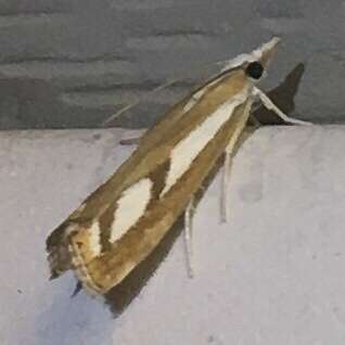 صورة Catoptria latiradiellus Walker 1863