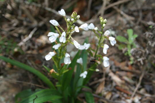 صورة Disa saxicola Schltr.