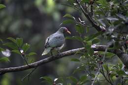 Image of Jambu Fruit Dove