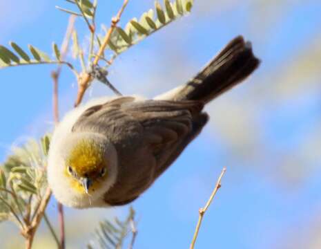 Auriparus flaviceps acaciarum Grinnell 1931的圖片