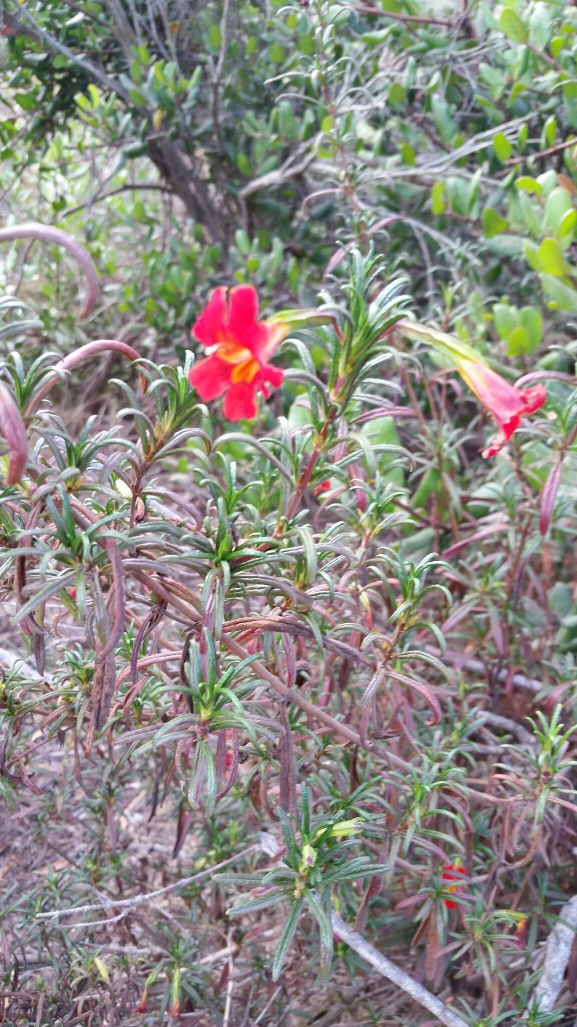 Image of red bush monkeyflower