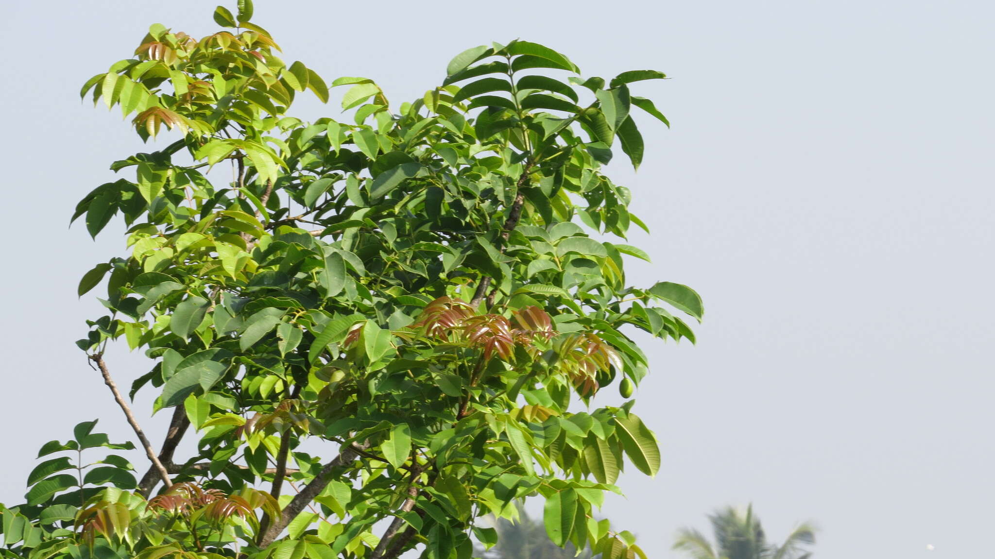 Image de Spondias pinnata (L. fil.) Kurz