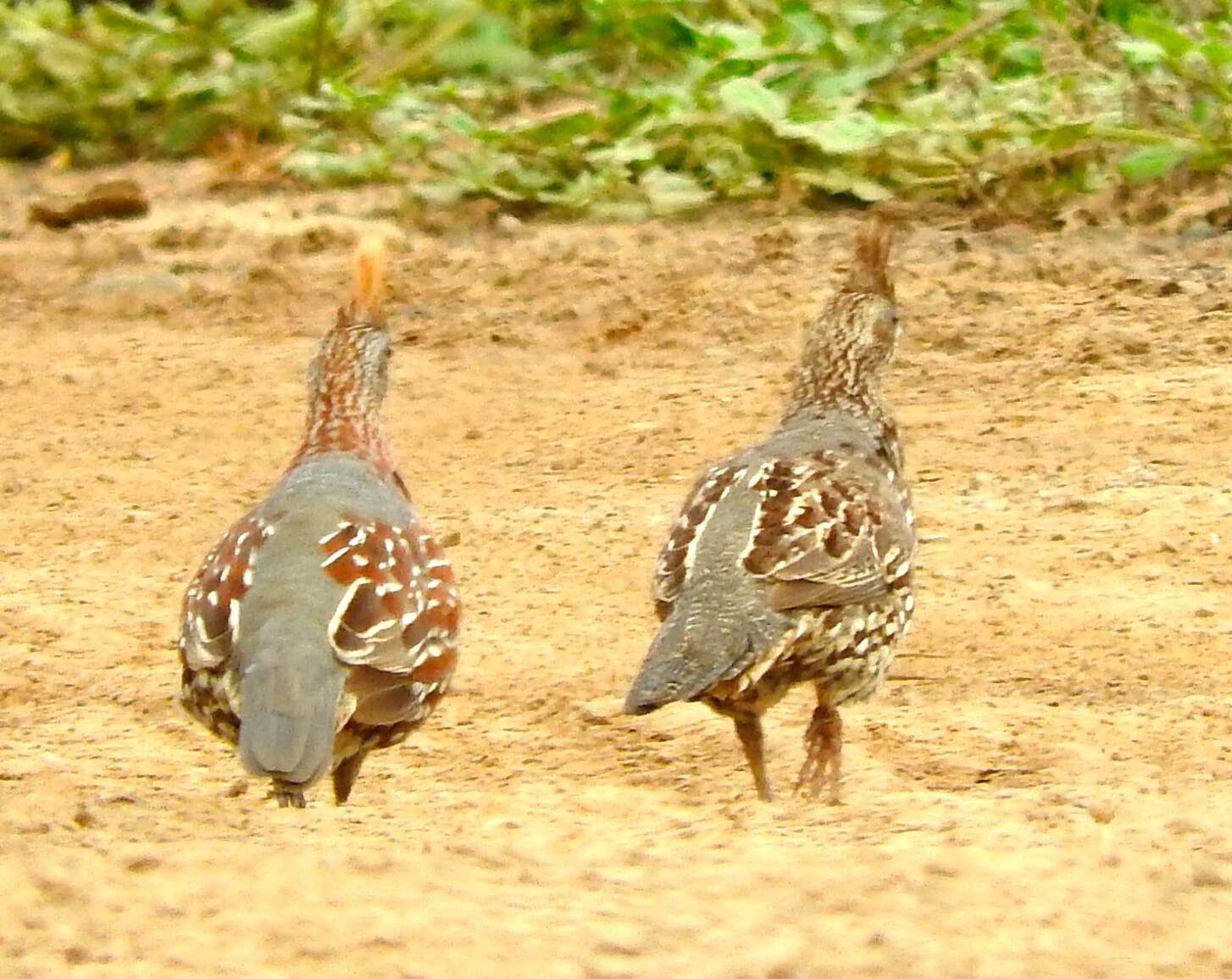 Image of Elegant Quail