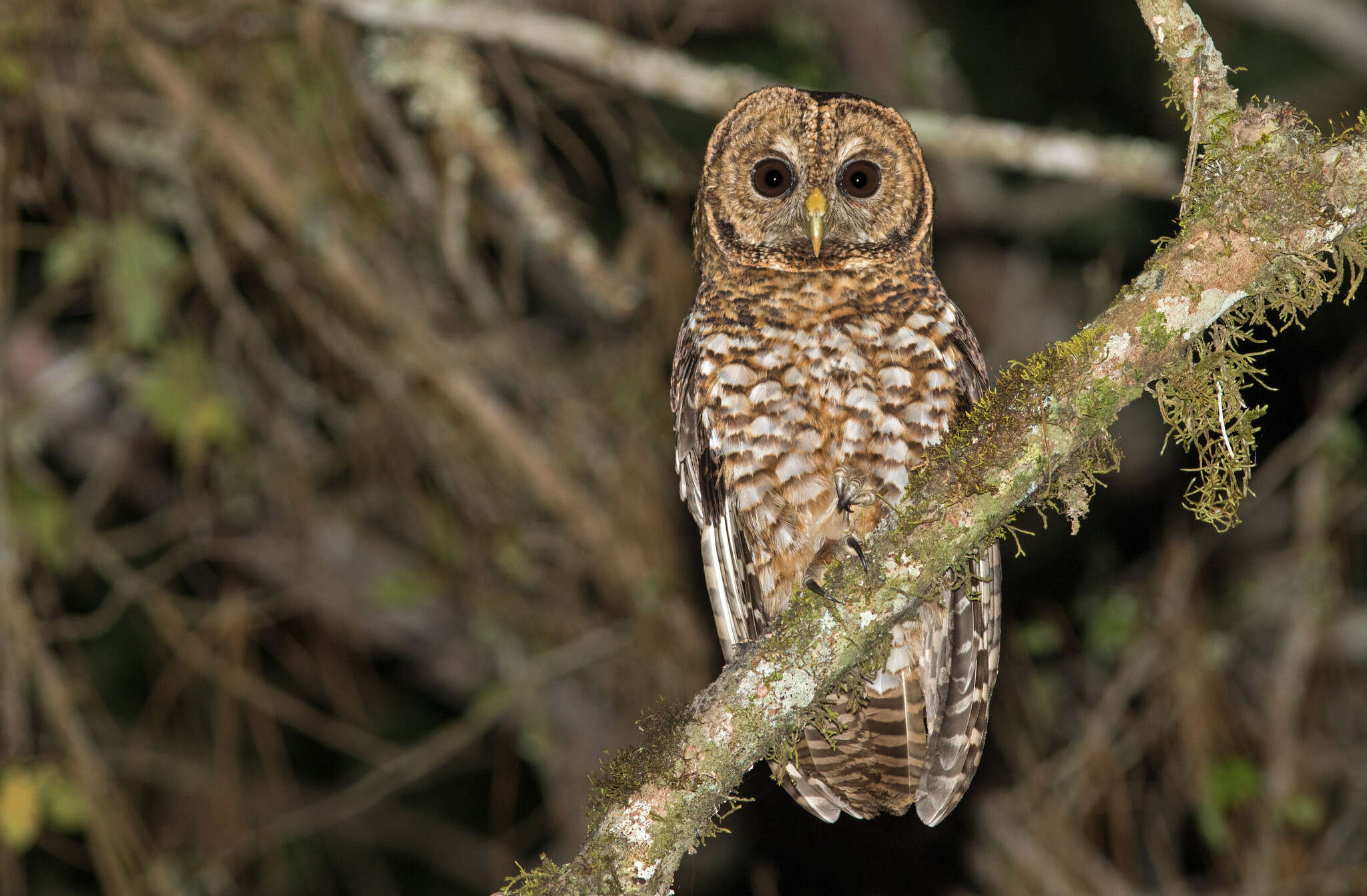 Image of Rusty-barred Owl