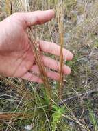 Image of Schizachyrium gracile (Spreng.) Nash