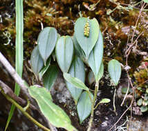 Imagem de Pleurothallis truncata Lindl.