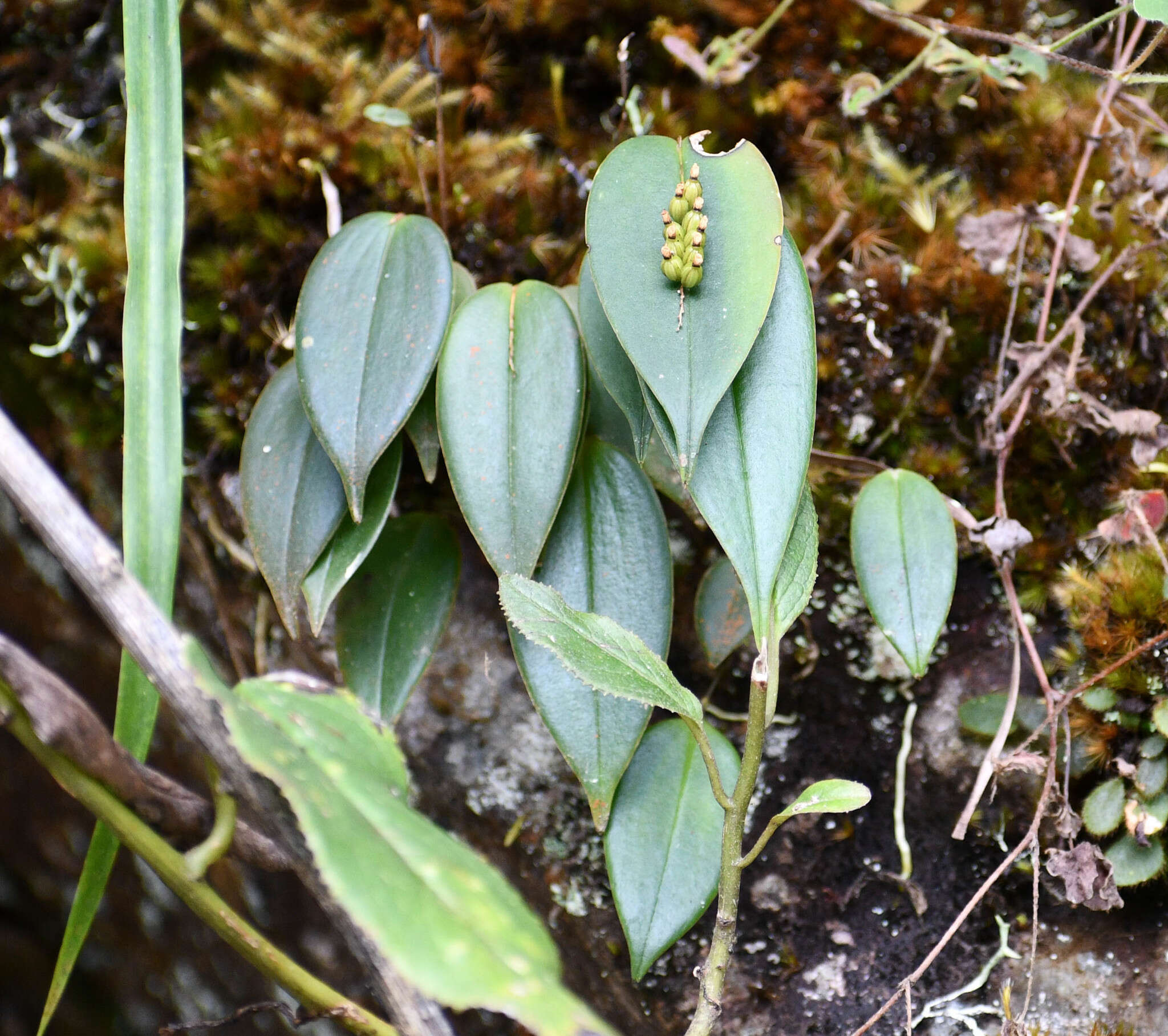 Imagem de Pleurothallis truncata Lindl.