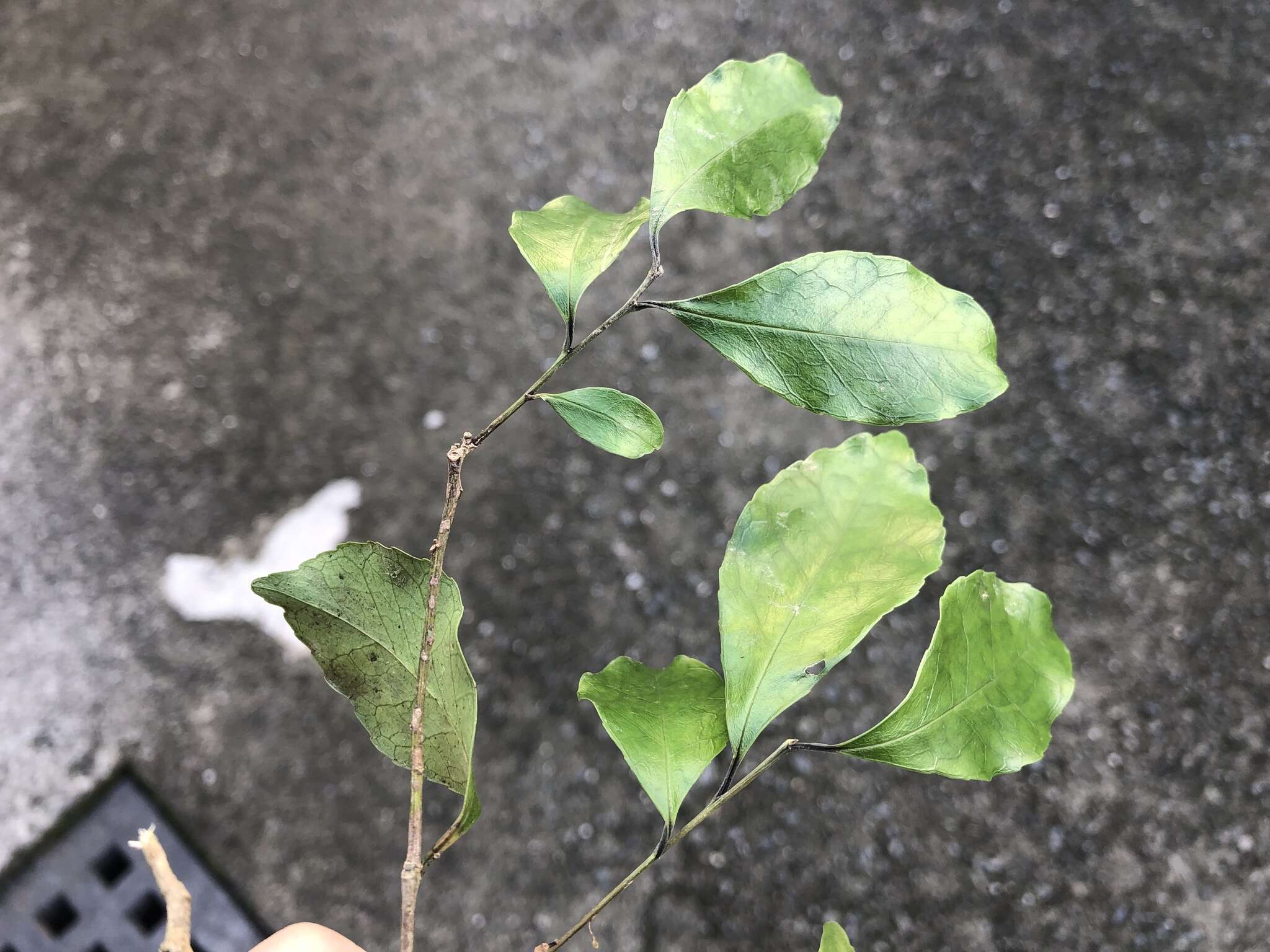 Слика од Ilex uraiensis Yamam.