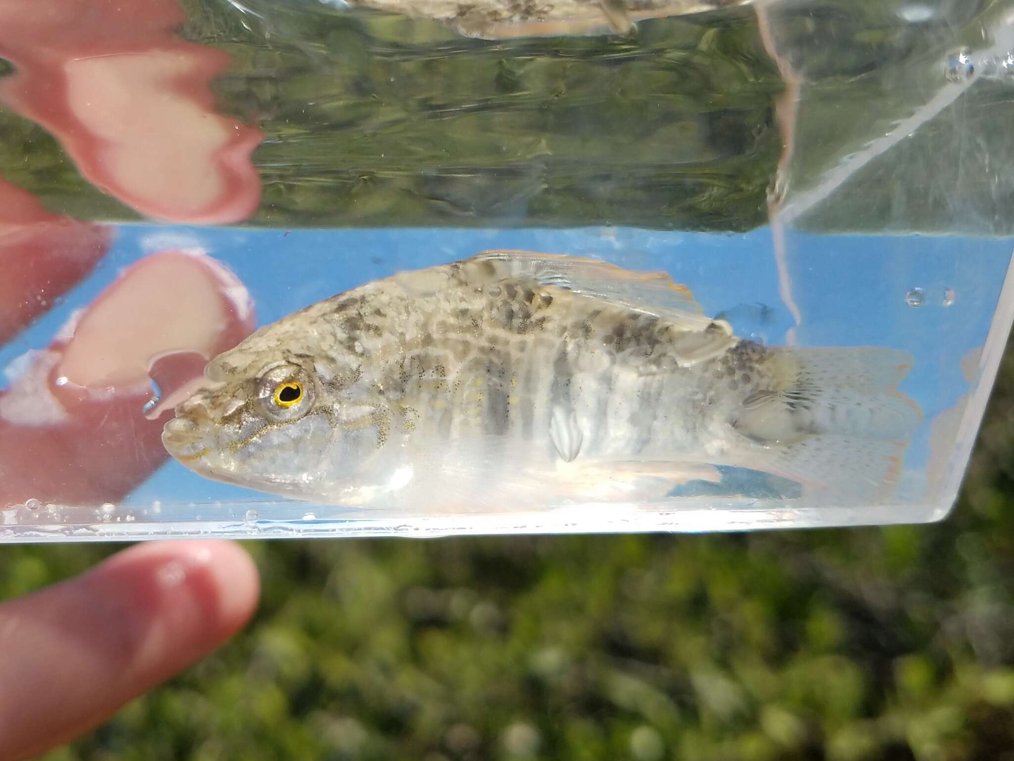 Image of Goldspotted killifish