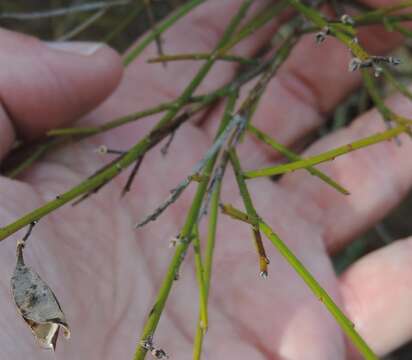 صورة Genista polyanthos Willk.