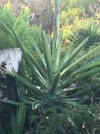 Plancia ëd Agave sisalana Perrine