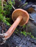 Image of Cortinarius uliginosus Berk. 1860