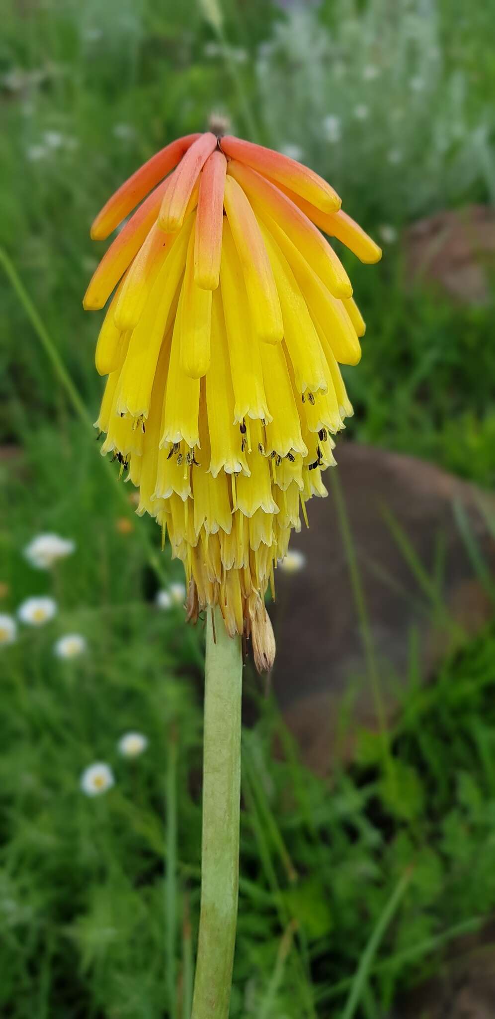 Image de Kniphofia porphyrantha Baker