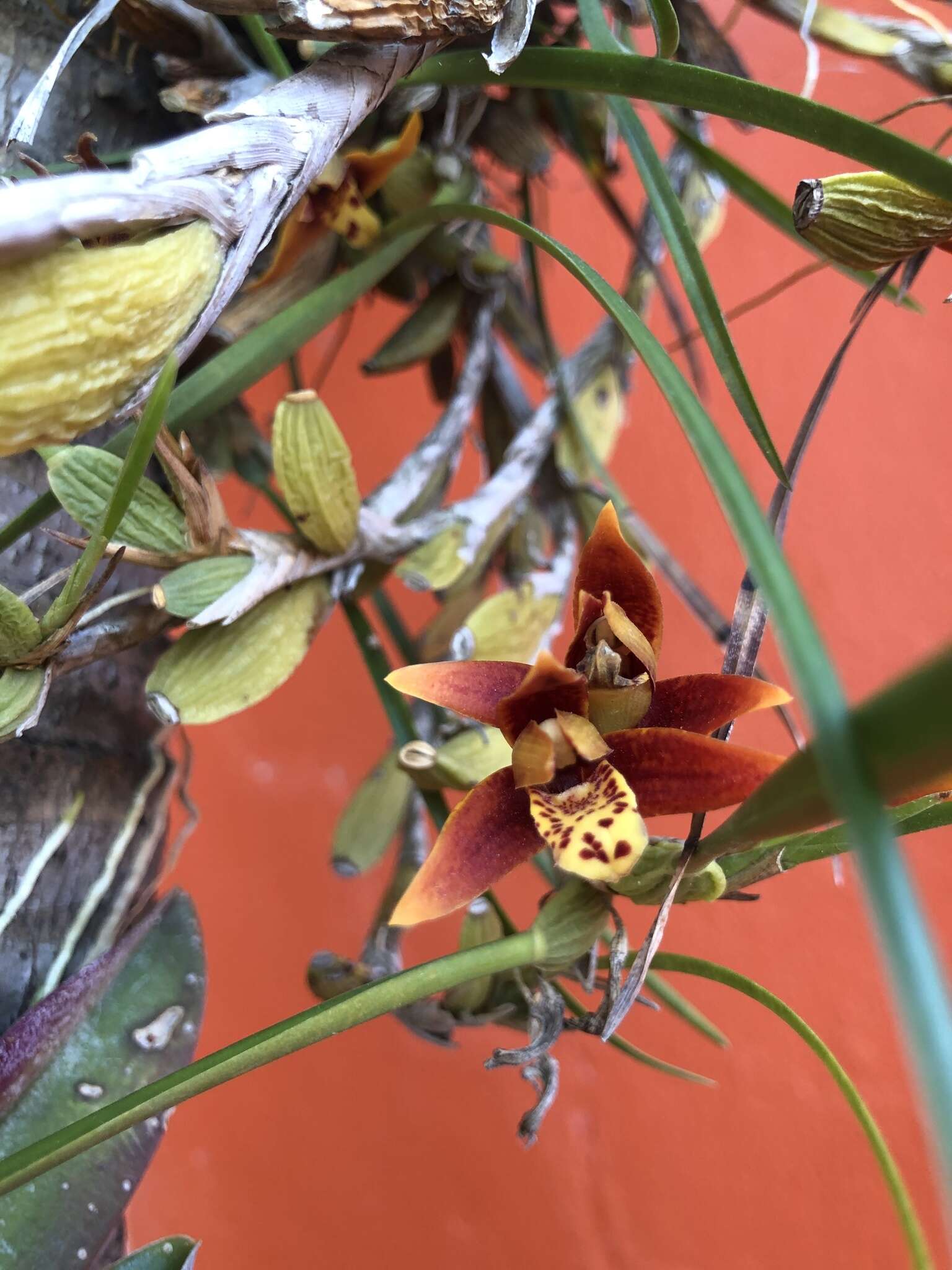 Image of Coconut orchid