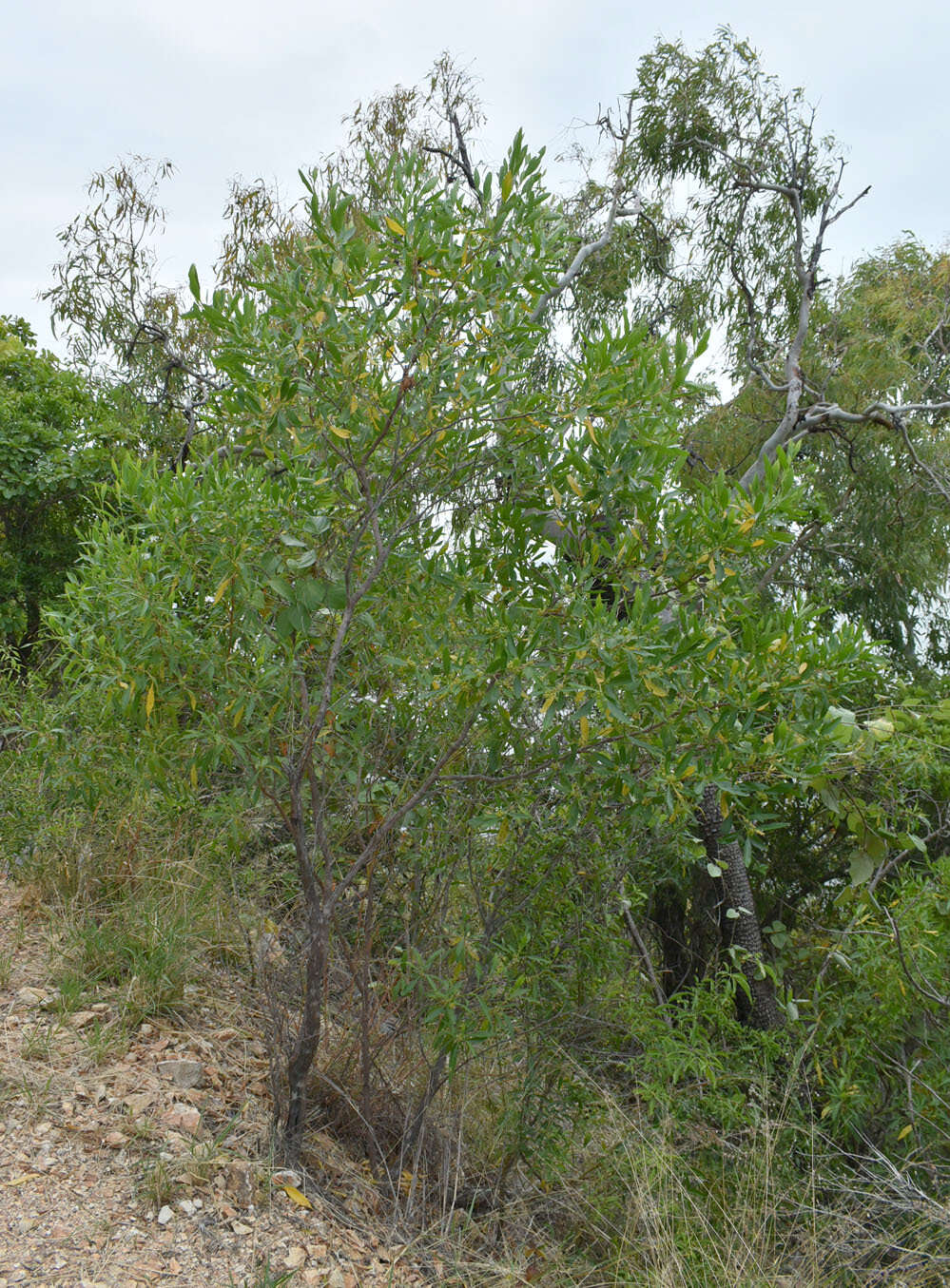 Image of Dodonaea viscosa subsp. burmanniana (DC.) J. West