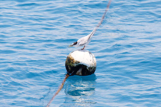 Image of Black-naped Tern