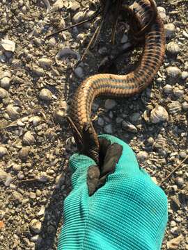 Image of Delta Crayfish Snake