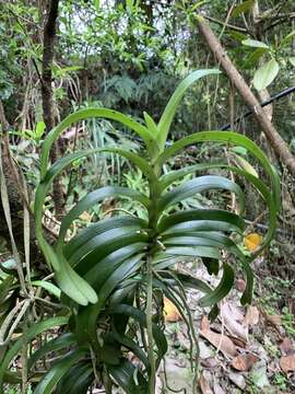 Image of Cleisostoma paniculatum (Ker Gawl.) Garay