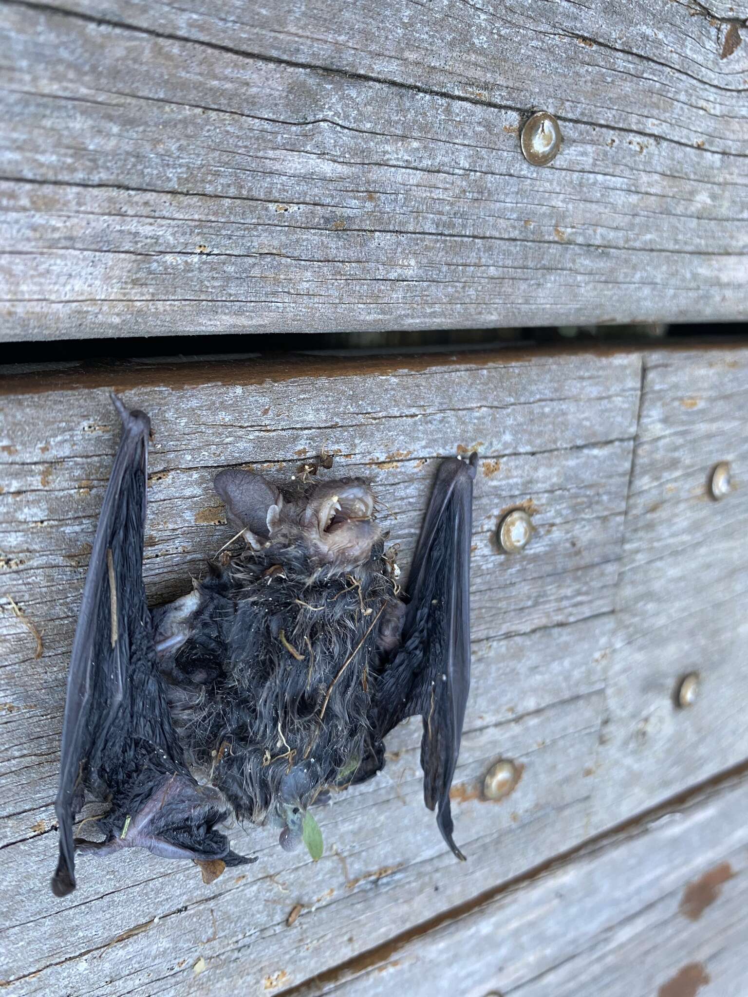 Image of Little Forest Bat