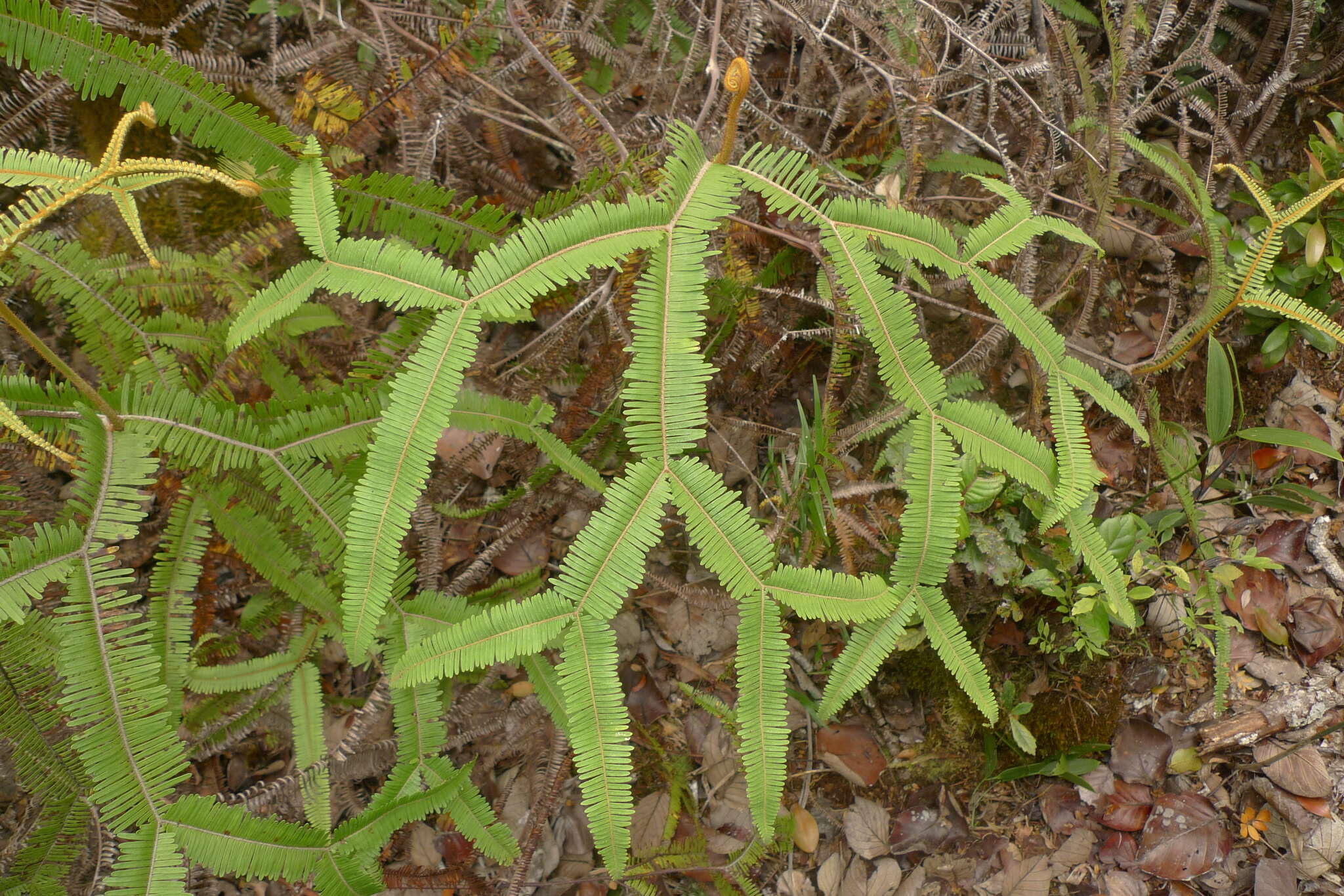 Image of Sticherus brackenridgei (Fourn.) St. John