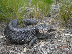 Image of Tiliqua rugosa rugosa Gray 1825