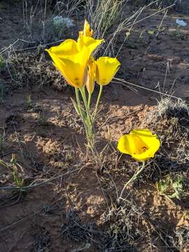 Image of golden mariposa lily