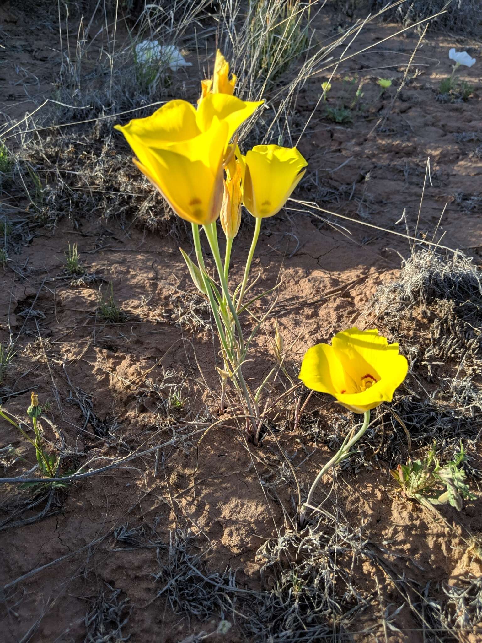 Calochortus aureus S. Watson resmi